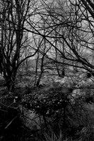 The Woodland Marsh