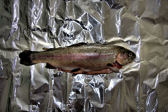 Trout #1