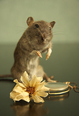 The Rat